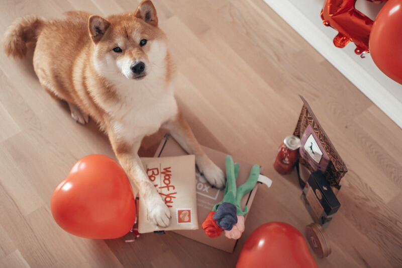 Koer uurib Dox karbike sisu